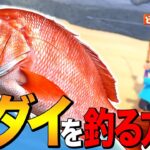 【あつ森】初心者向け！魚の王様「タイ」を釣る方法 ～Red Snapper～【あつまれ どうぶつの森】