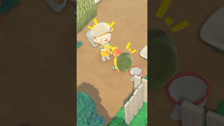 夏の虫取り大会🌻あつ森Vlog🌳 #animalcrossingnewhorizons #animalcrossing #あつ森 #あつまれどうぶつの森 #acnh #vlog