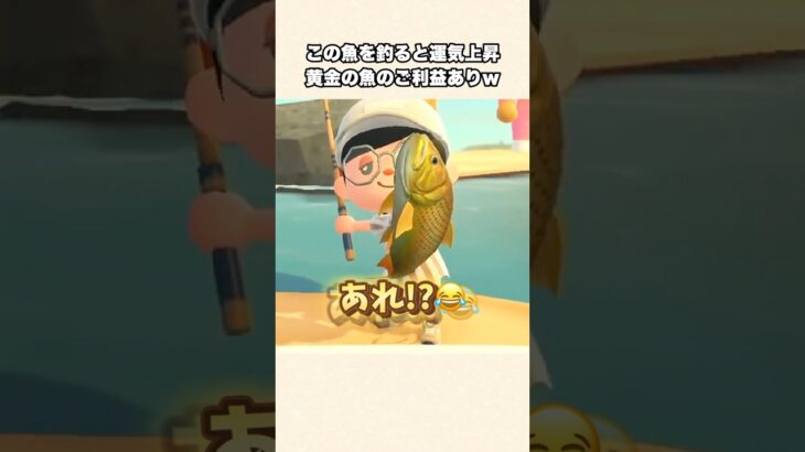【あつ森】黄金の魚のご利益で運気上昇しましたw【あつまれどうぶつの森】#shorts #あつ森
