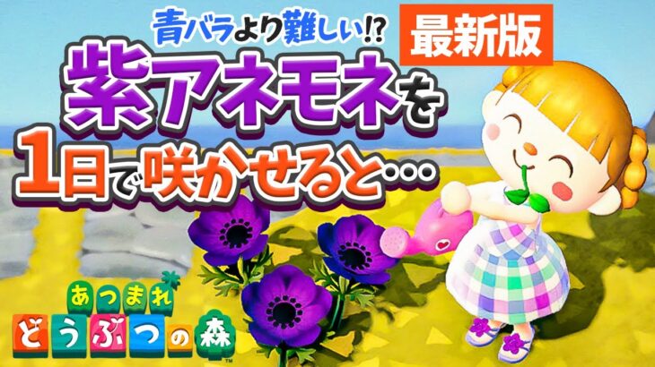 【あつ森】裏ボス「紫アネモネ」を最新版の効率イイ方法でゼロから咲かせると・・・